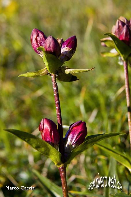 05_Genziana Purpurea.JPG